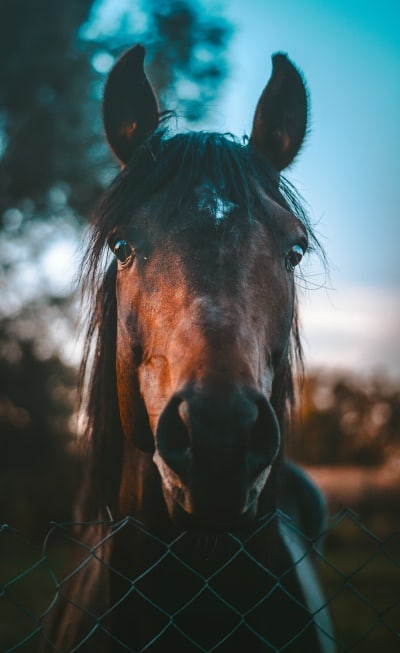 Insurance for Horse Trailers