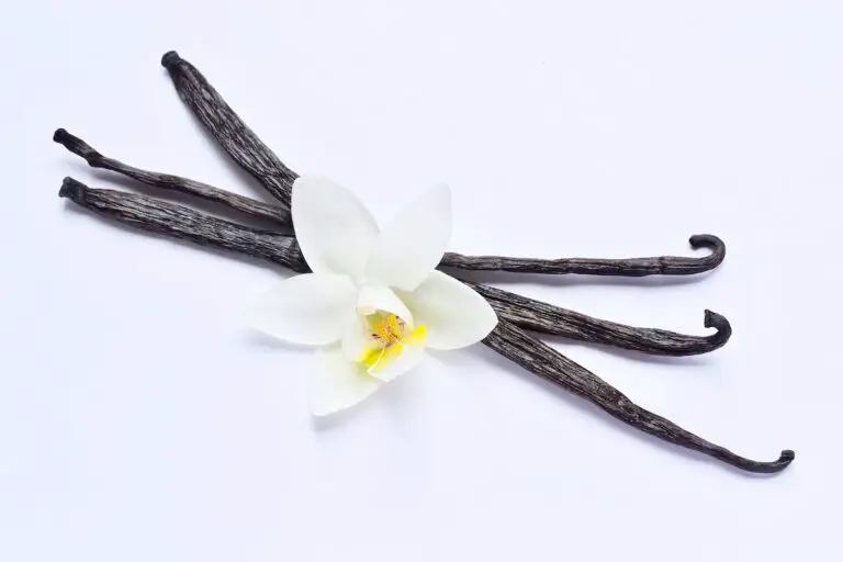 where does vanilla bean extract come from