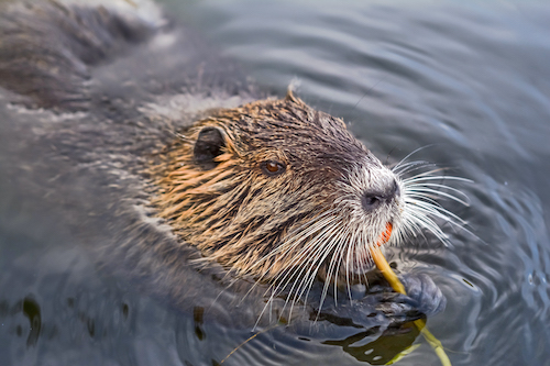 does vanilla extract come from beavers?