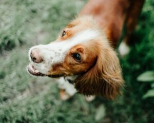 Why Dogs Eat Grass