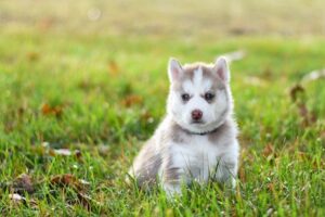 Why Do Dogs Eat Grass?