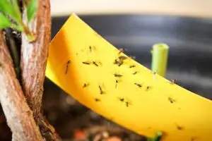 natural remedies to get rid of gnats