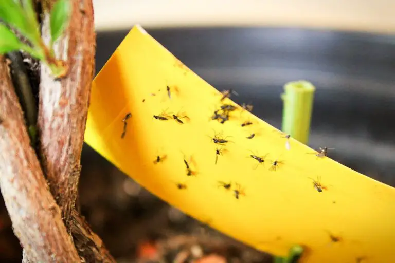 natural remedies to get rid of gnats