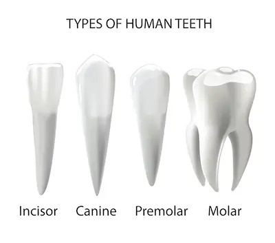 What Are Teeth Made Of?