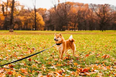 Dog Park Habits You Should Follow